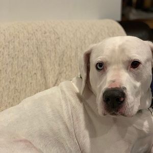 Meet your Posher, Dorian